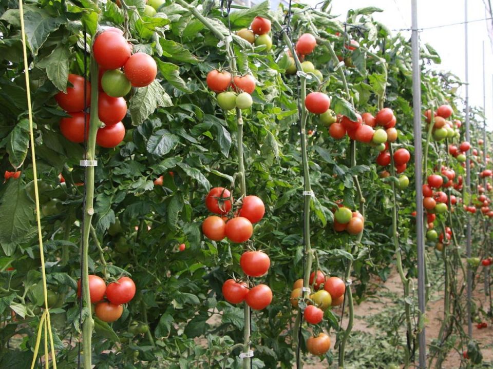 ����� �������: ��� �� ��������� ������