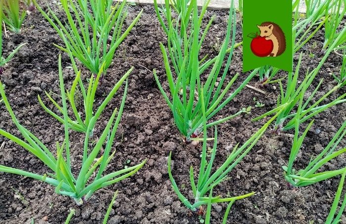 ��������� ���� � ����: ��� �������� ������� � ������� �������