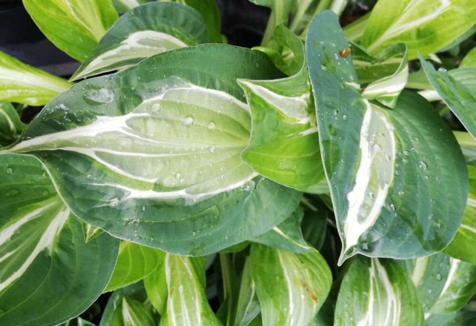 ���������� ����: ������������� � ��������� �� �������