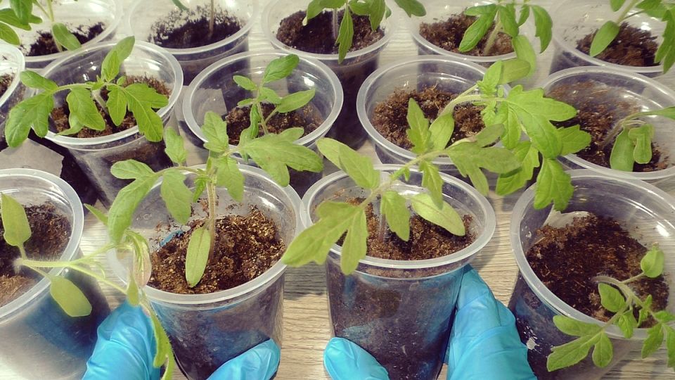 Как правильно подкармливать томаты после пикировки: хитрости и советы