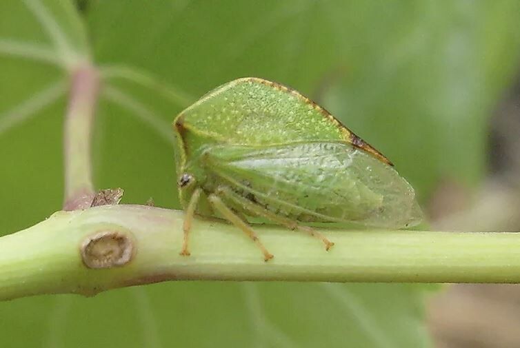 Цикадки на винограде: как уберечь лозу от опасных вредителей