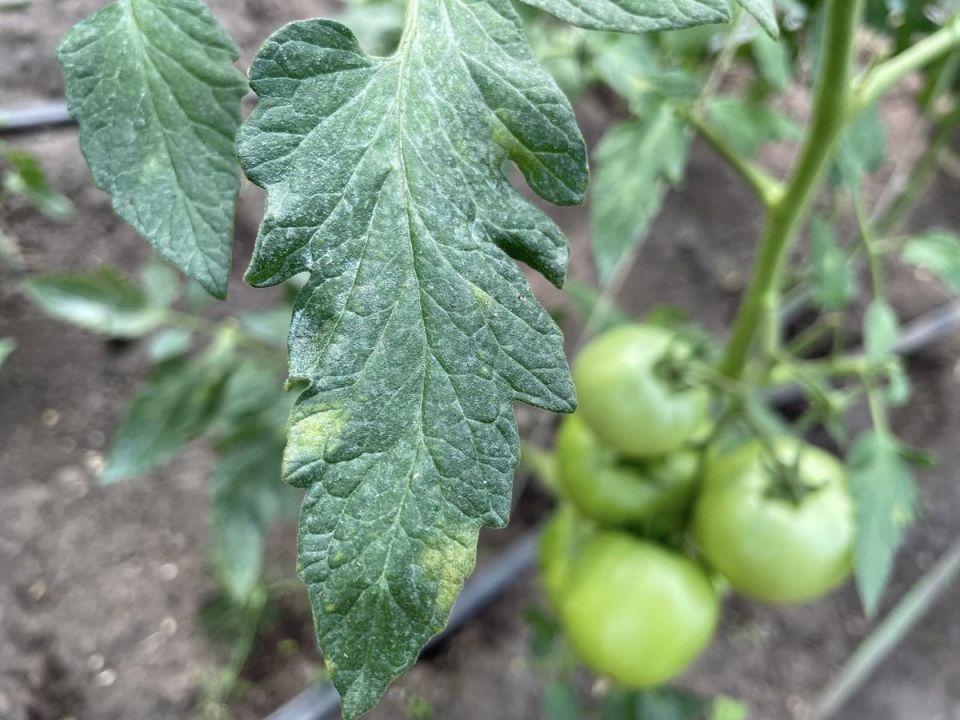 ��� �������� ������������: ������� ������ ��� ��������