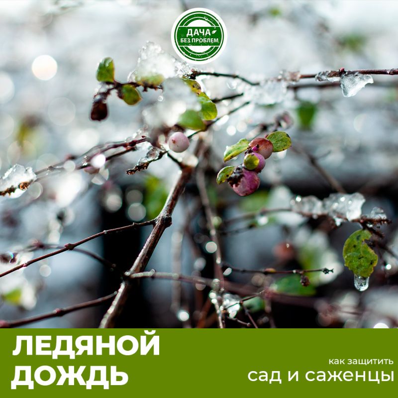 Как ледяной дождь влияет на саженцы и деревья и как это обсудить спокойно