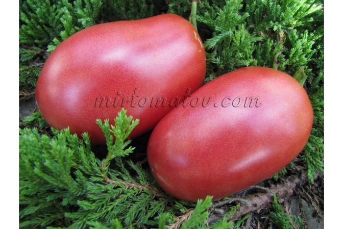 Сладкий бочонок: крупные сливовидные томаты для свежего стола и заготовок