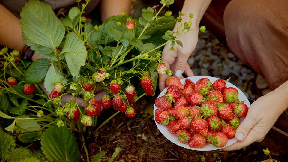 Ягодный участок мечты: как собрать его шаг за шагом