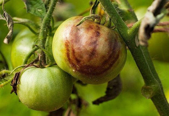 Как выращивать овощи на подоконнике без ошибок и лишних затрат