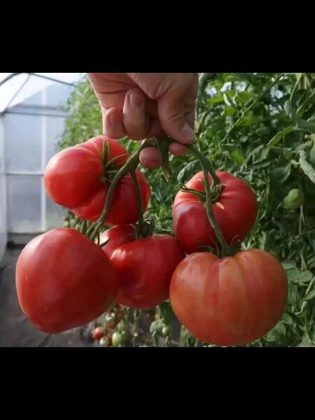 Томат Девичьи сердечки становится сердцем огорода: как вырастить вкусные плоды