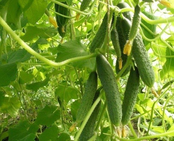 Огурец Кураж F1: спокойное объяснение особенностей и ухода за гибридом