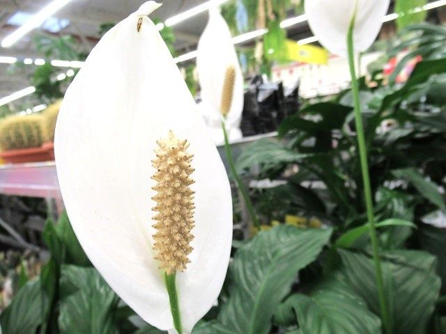 ��� ��������� ����������� � �����: ����������� ����� ��� ������� ��������