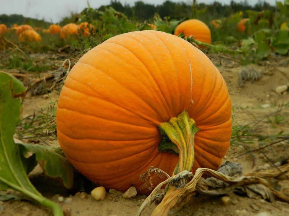 Осознанное формирование тыквы: как удаление лишних листьев помогает налить плоды крупнее