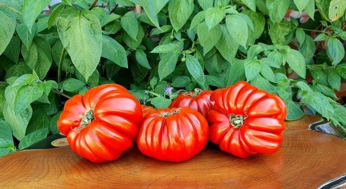 Плиссированный сердолик: необычный томат с гигантскими гофрированными плодами и ярким вкусом