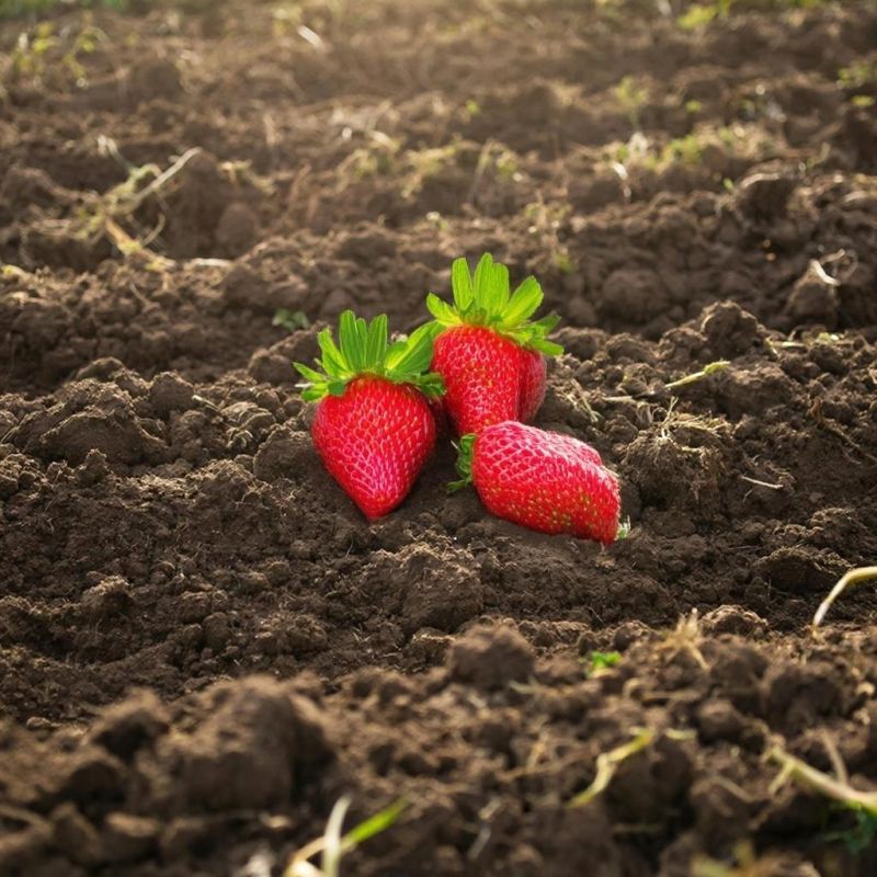 Как правильно ухаживать за листвой клубники после сборa урожая