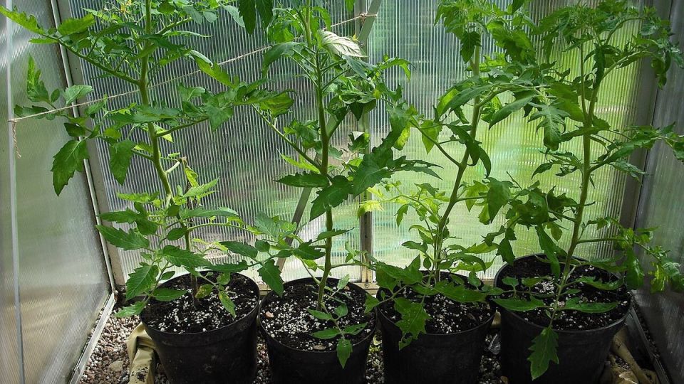 Как справиться с вытягиванием рассады томатов: полезные советы