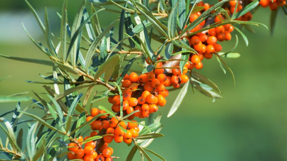 Облепиху осенью соберете в два счета: этот прибор облегчит процесс