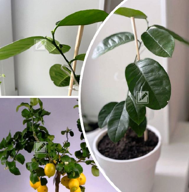 Как правильно ухаживать за Павловским лимоном для успешного плодоношения