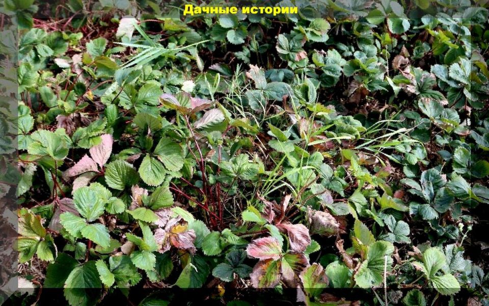 Как подготовить клубнику к зиме: секреты успешной зимовки