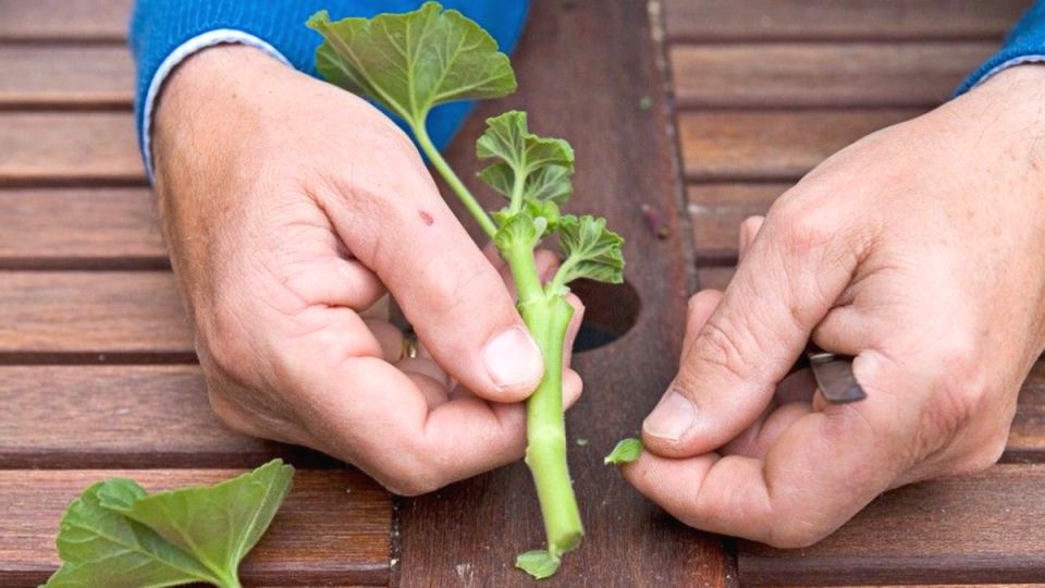 Раскрываем секреты укоренения герани: просто и эффективно
