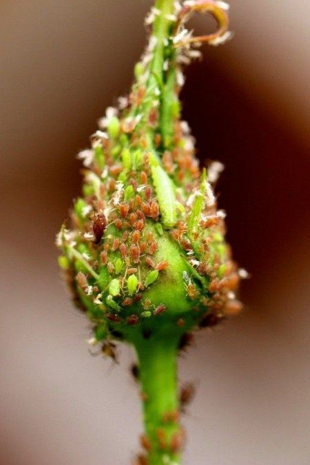 ��� �� ������: ����� �������� ������� ������� ��������?