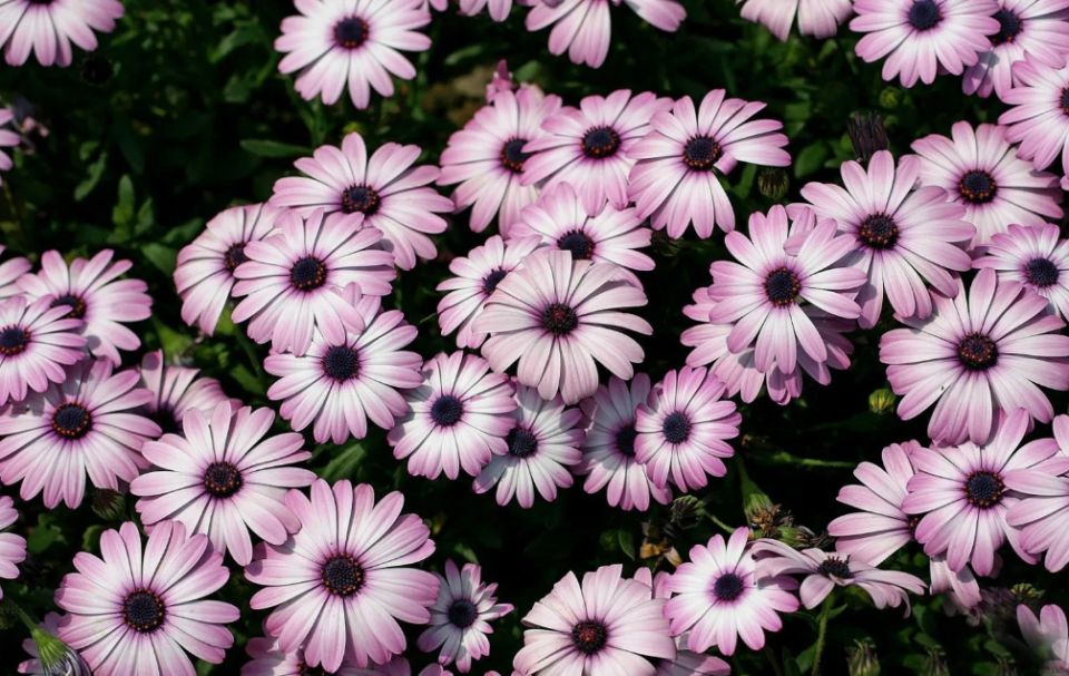 Цветные ромашки: очарование южноафриканских однолетников