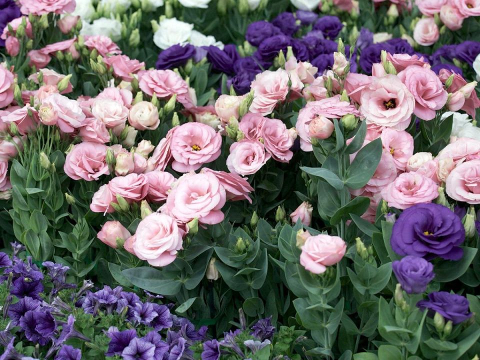 ��� ��������� �������: ������� ��������� ��������