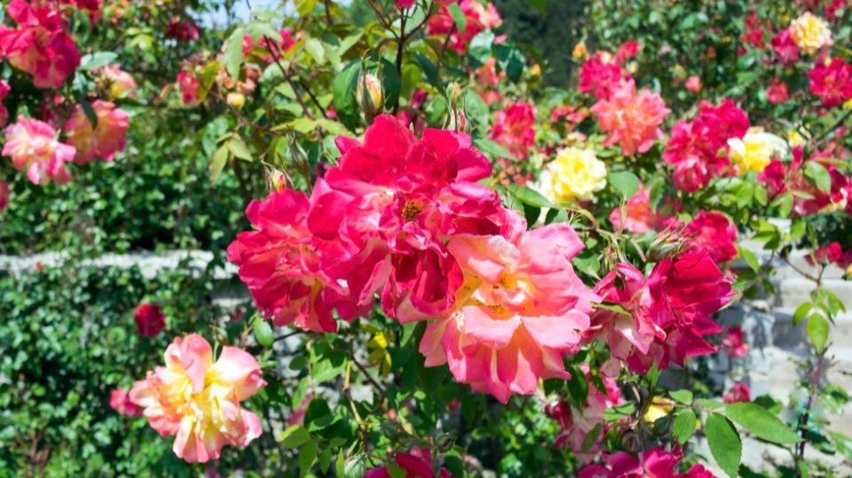 ��� ���������� ���� ������: 5 ����������� ������� ��� ��������