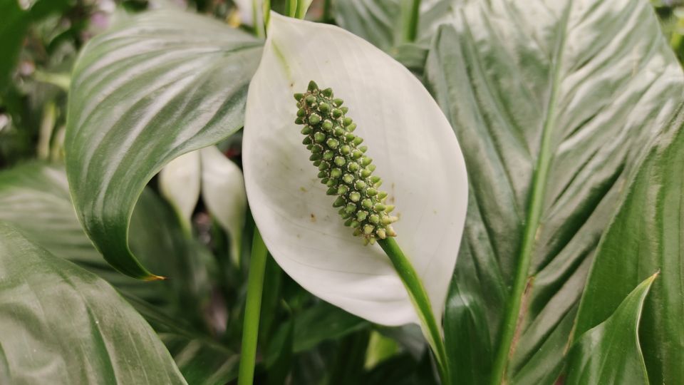 ������ 1 �������� � ������ ���� - � ����������� ������ ��� �������: ������ �� 3 ������ � ����