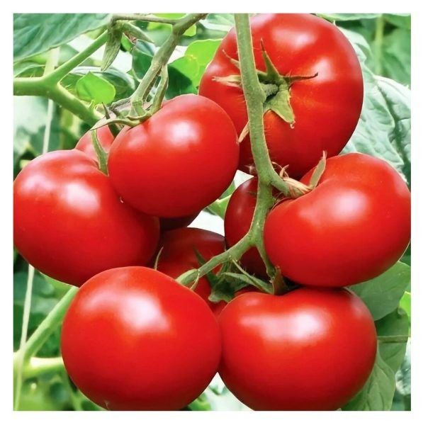 ����� �����: ��������� ����� ��� ������ �������