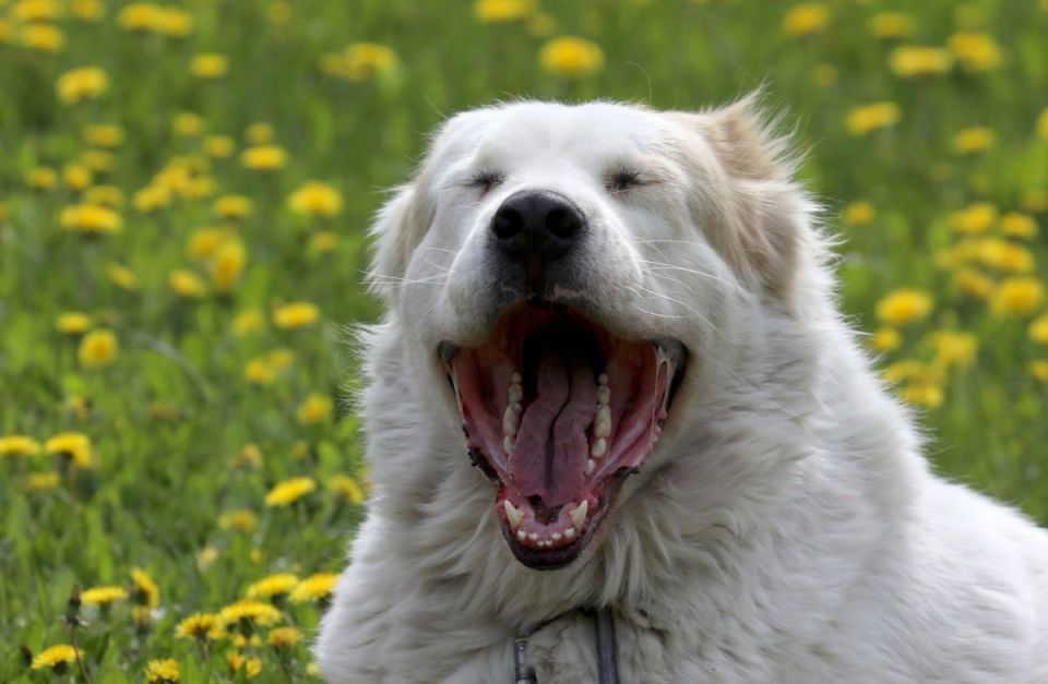 Госдума предлагает новые меры по контролю над разведением домашних животных