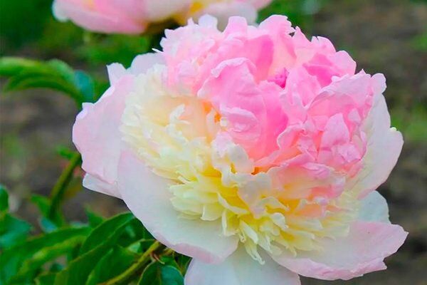 ����� ��������� ������: ������� � ������������ ��� ������ ����