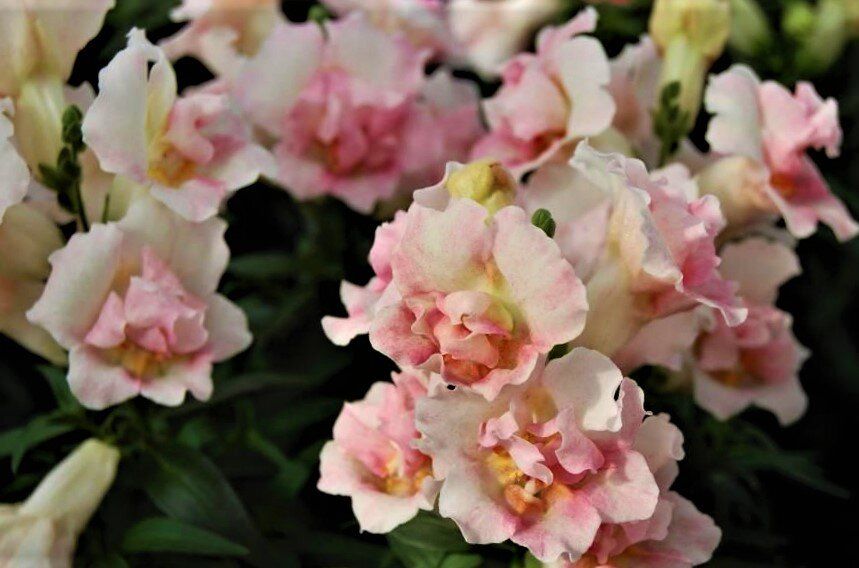 ���������: ��������� �������� ��� ������ ����