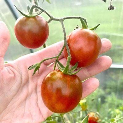 ����� ������ ����������: ���������� �������� ����������� � ����� �������