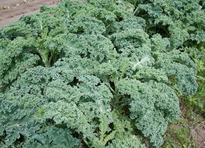 ����������� ����� ������������ ������� ��� ������ �������