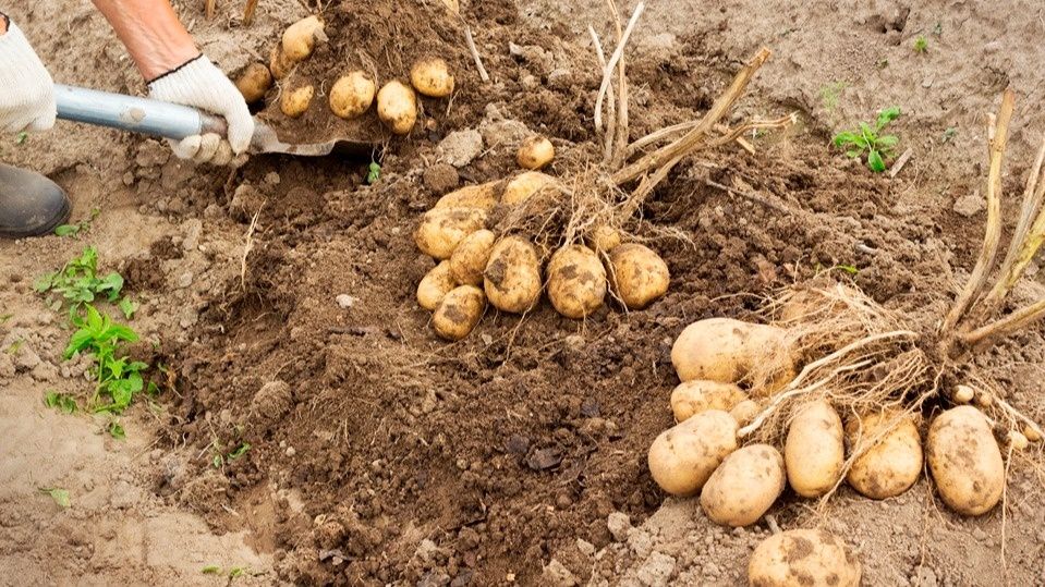 ��� ��������� ��������-������� ���� � �������� ������