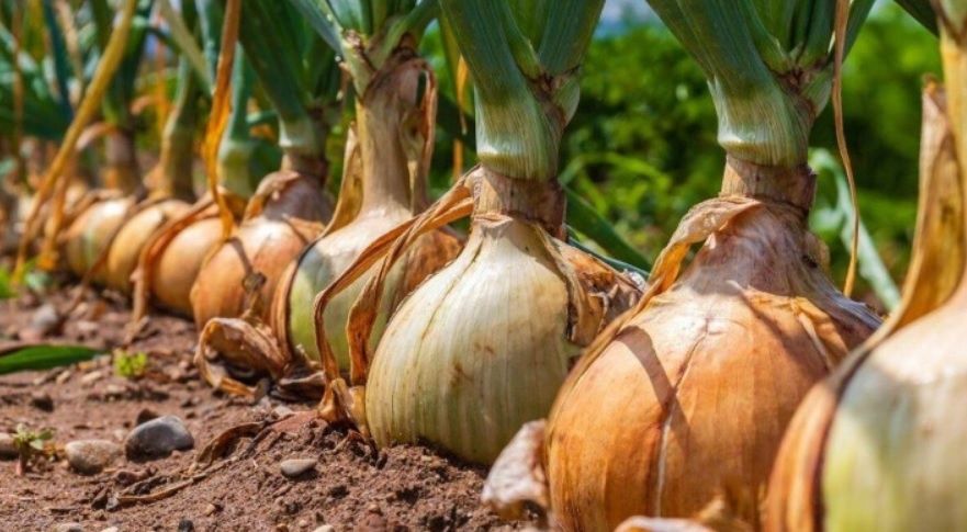 5 простых приёмов для лука-севка: соль, марганцовка, зола и честный результат