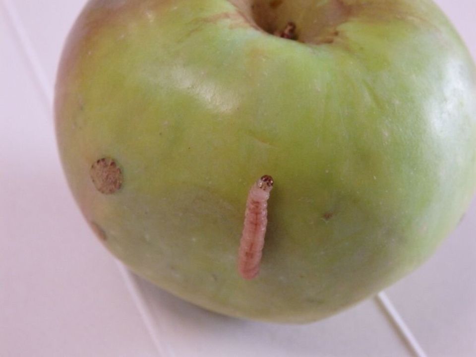 ��� �������� ���� ��������� ������� �� ����������: ������ � ������