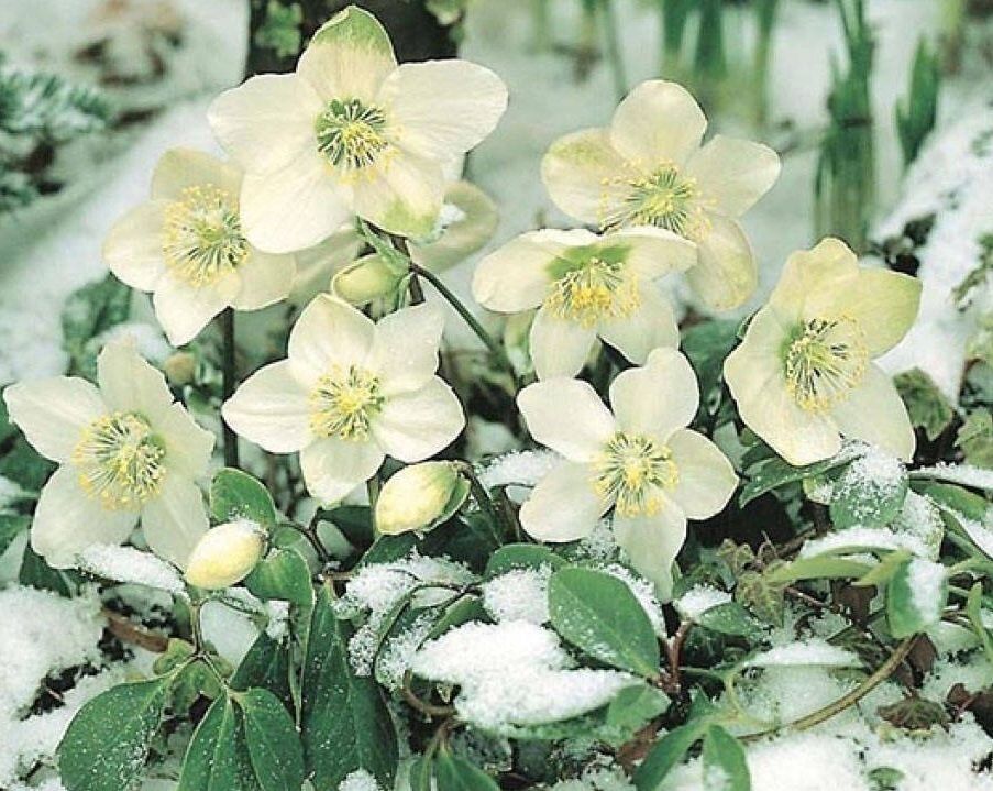 Как рано весной расцветит ваш сад: секреты первоцветов, которые нужно посадить сейчас