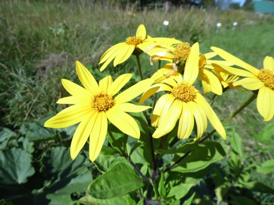 ����������: ������� ��������� ����������� � �������� ��������