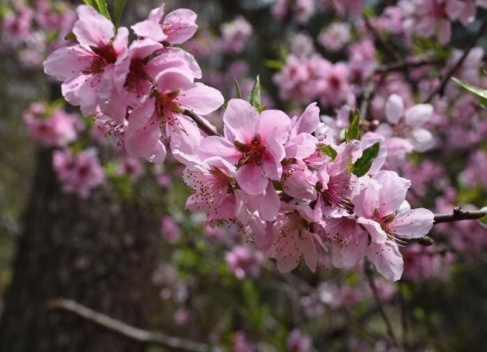 Почему засыхает персик: 7 секретов ухода, которые вам нужно знать