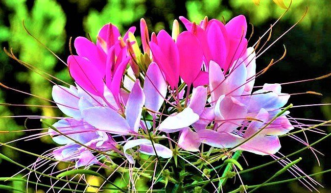 Цветущий рай: выбираем засухоустойчивую клеому для вашего сада