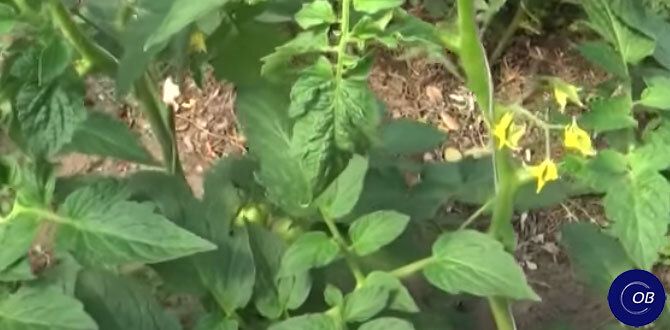 Почему томаты не плодоносят: советы по уходу