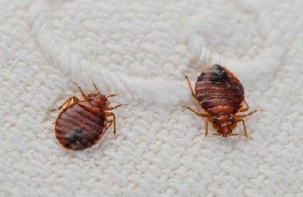 ����������� ������ � �������: ����������� �������