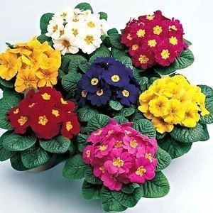 �������: ���������� � ���� �� ������ �������