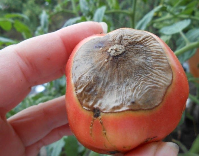 Как предотвратить вершинную гниль помидоров и сохранить урожай