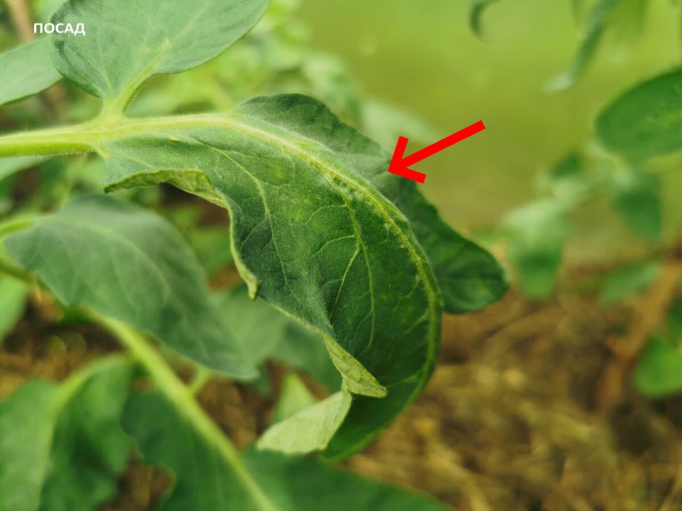 ������ ��������� �������������: ��� ��� �������� � ��� �����������