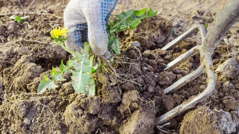 Эффективное решение для прополки без вреда для здоровья