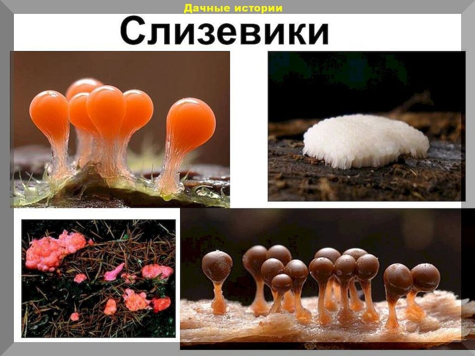 ����� ������ ������ �������� � �������: ��������� ������ � ����