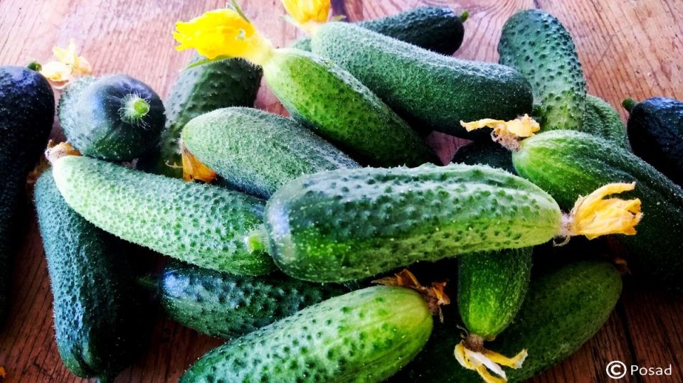 Как отличить огурцы: секреты определения по форме листьев